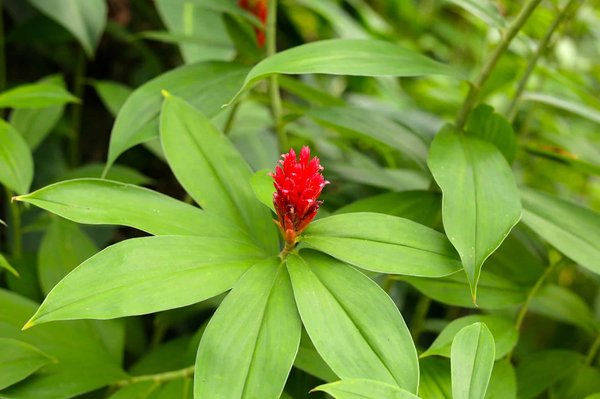 Costus Indien : un remède naturel aux nombreux bienfaits