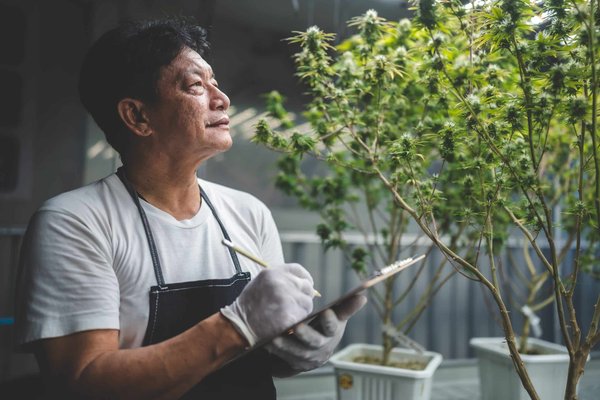Découverte du c4b chanvre : légalité et effets